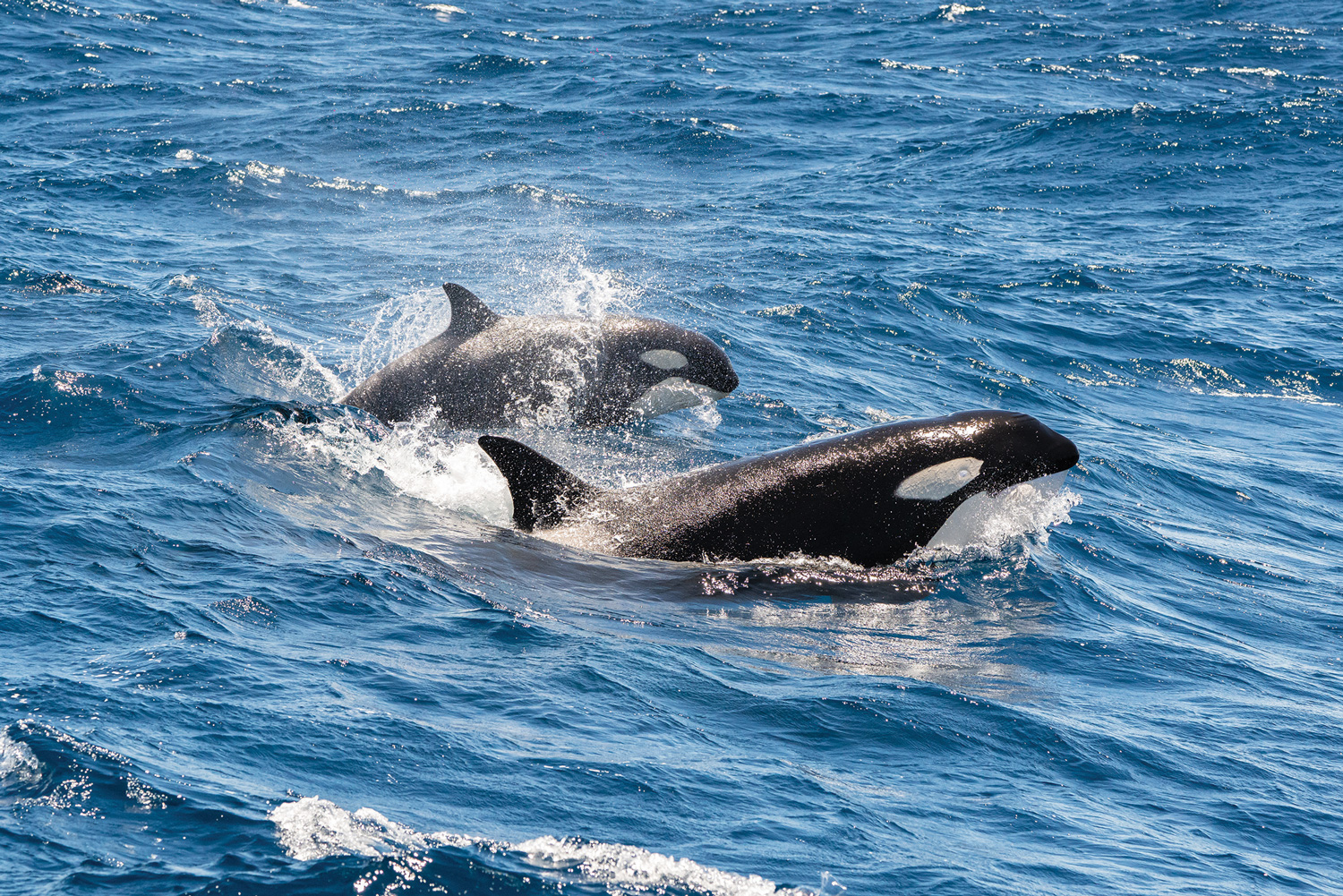 Australia Unique Wildlife