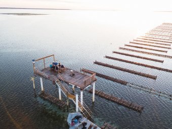 Smokey Bay Oysters experience