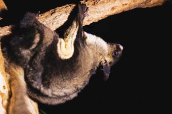 Yellow-bellied glider