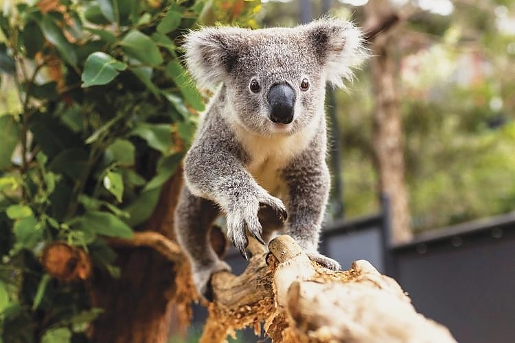 Koala