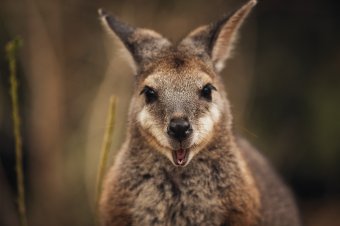 Tammar Wallaby