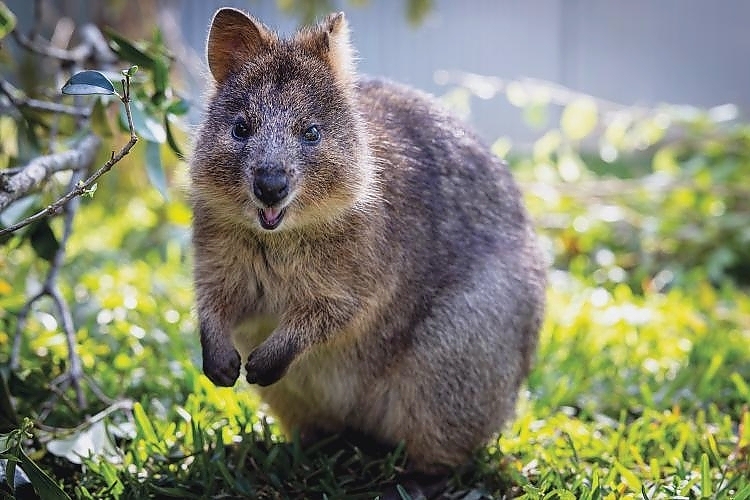 Quokka