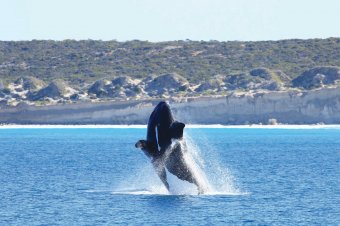 Whale watching tours South Australia