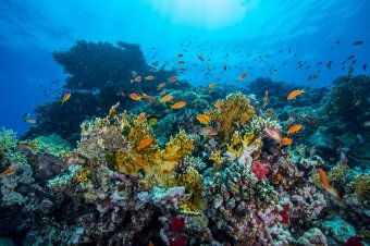 The Red Sea’s coral reefs