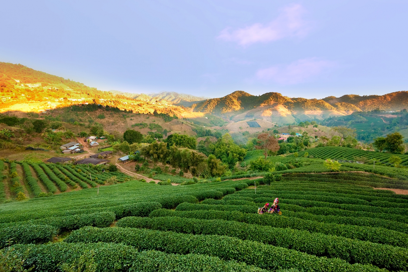 Doi Mae Salong, Chiang Rai